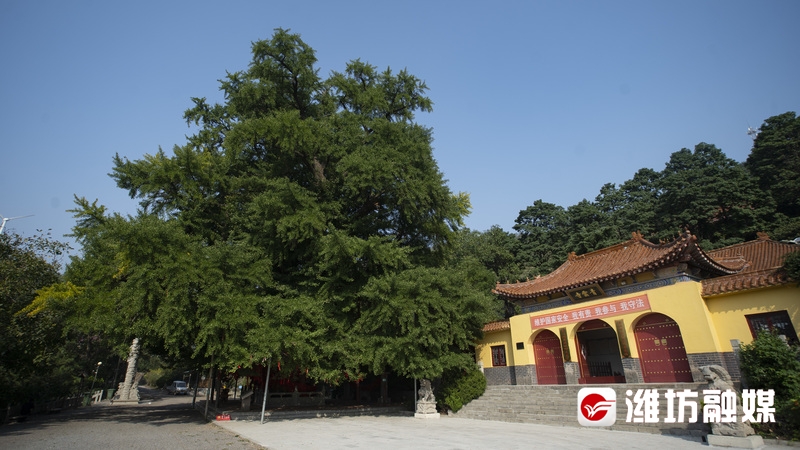 全国“双百”古树，潍坊两处上榜！